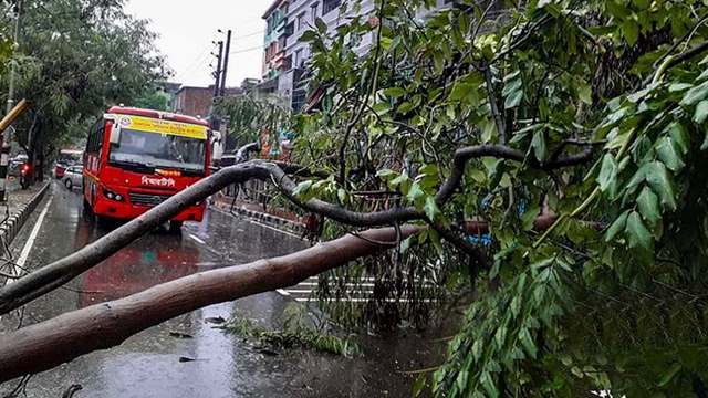 ঢাকার সড়কগুলোতে ভেঙে পড়েছে গাছ